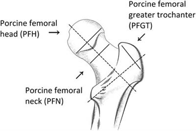 Impedimetric Analysis of Trabecular Bone Based on Cole and Linear Discriminant Analysis